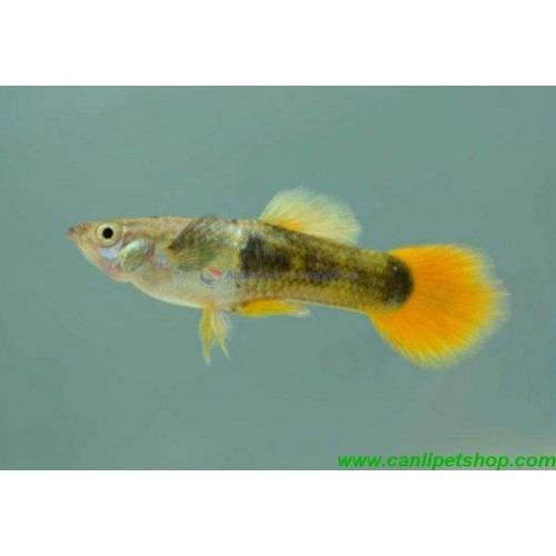 Lepistes Germany Yellow 1 Adet Dişi 3-5 Cm