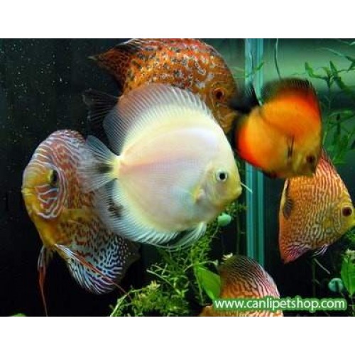 Discus Karışık 1 Ad Çap : 4-5 cm 