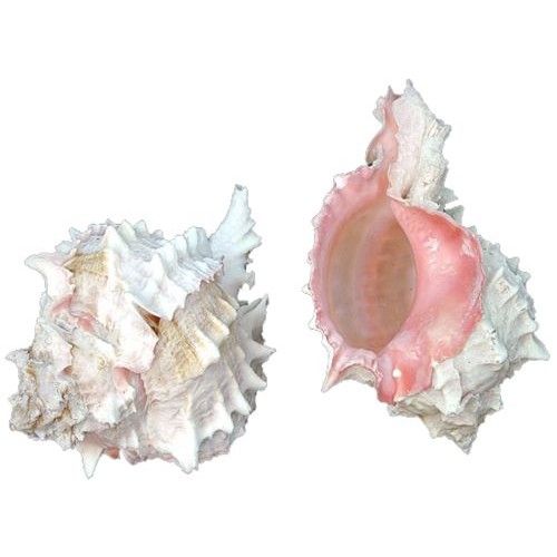 PİNK MÜREX DENİZ KABUĞU DİKENLİ 9*6 cm 1 adet