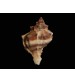 Deniz Salyangozu Hexaplex trunculus Tuzlu Su Canlısı 2 Adet 5 cm