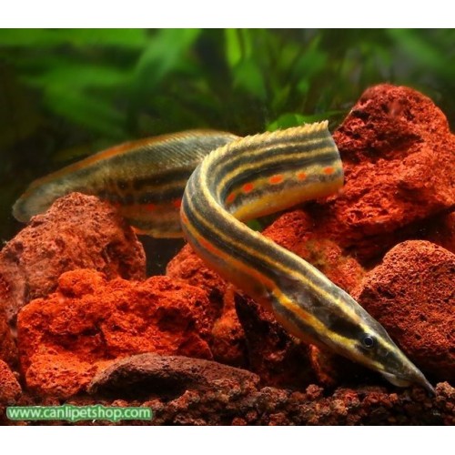 .Kırmızı Tarak Balığı (Red Fire Spiny Eel) 1 Adet 12-15 Cm uyumlu tür