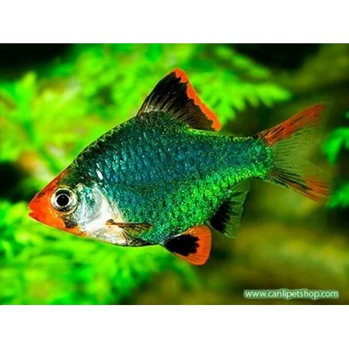 Tetrazon Yeşil (Yakut) 3 Adet 4-5 Cm (1E-2D) 