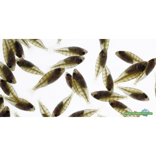 Yemlik  Balık Küçük 10 ad 2-4 Cm