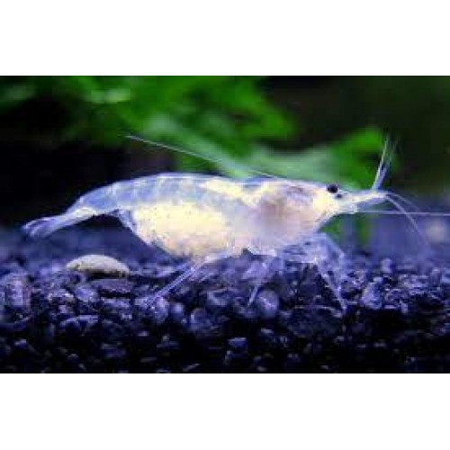 inci Karides Beyaz 5 Adet 1-2 Cm