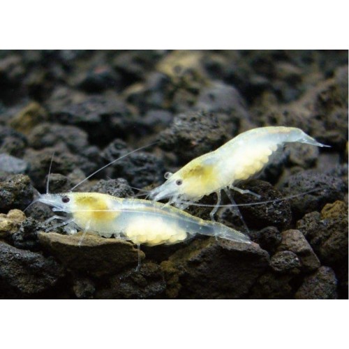 İnci Karides Beyaz 5 Adet 1-2 Cm