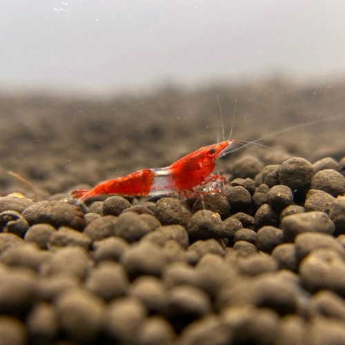 Rili Karides Kırmızı 10 Ad 1-2 Cm