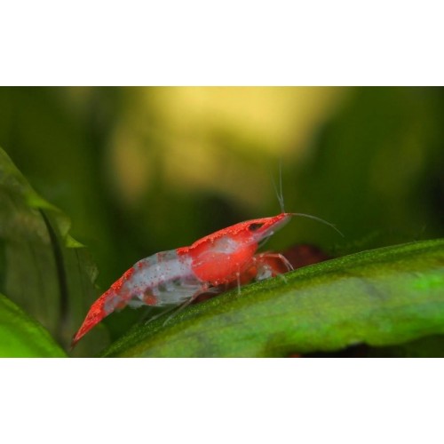 Rili Karides Kırmızı 1 Ad 1-1.2 Cm 