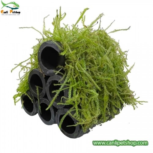 Y-Moss "Tüpe Tutturulmuş Karides Yuvası ve Üretim Tüpü 6 lı" 1 Ad 7 Cm