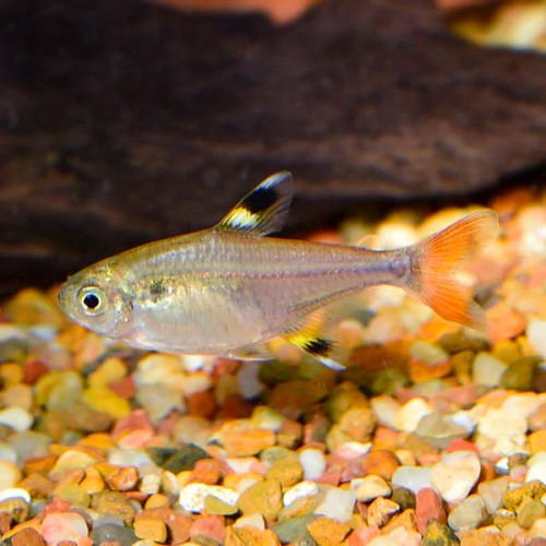 Tetra Pristella 3 Ad 2-4 Cm 1 erkek 2 dişi