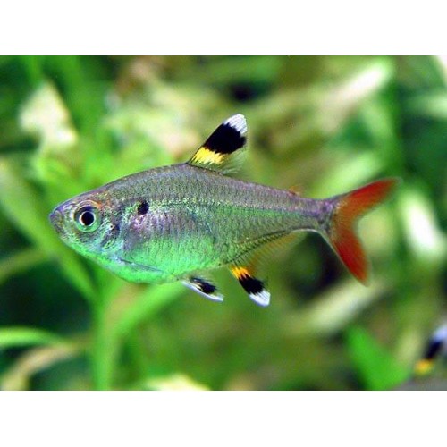 Tetra Pristella 1 Ad 2-4 Cm