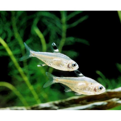 Tetra Pristella 1 Ad 2-4 Cm