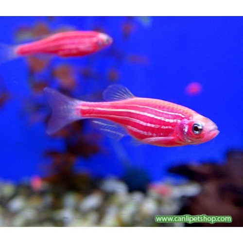 Zebra Danio Pembe Bakımı Kolay 1 Ad 3-4 Cm