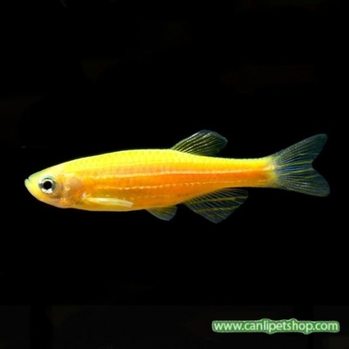 Zebra Danio Portakal Bakımı Kolay 1 Ad 3-4 Cm (Transgenic)