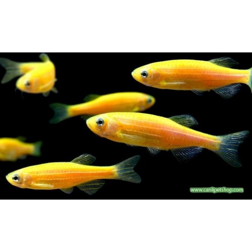 Zebra Danio Portakal Bakımı Kolay 10 Ad 3 Cm (Transgenic)