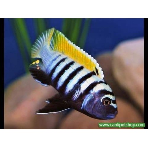 Afra Jalo Reef 1 Ad 3-4 Cm