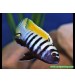 Afra Jalo Reef 1 Ad Yetişkin 8-10 Cm
