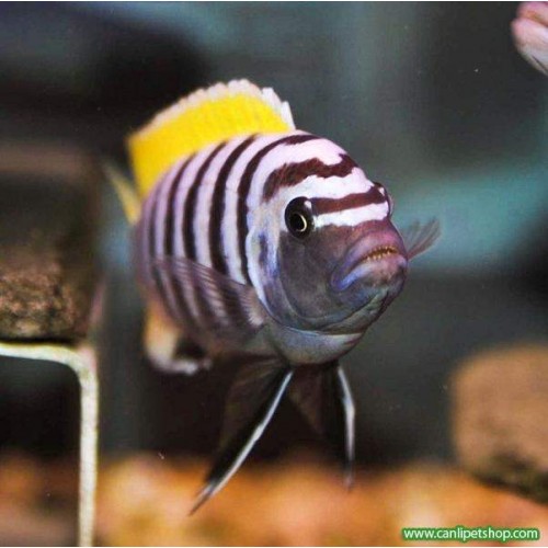 Afra Jalo Reef 1 Ad 3-4 Cm