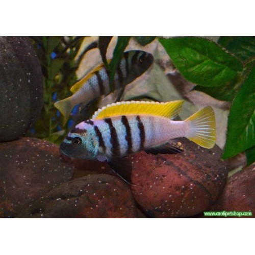 Afra Jalo Reef 1 Ad Yetişkin 8-10 Cm
