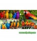 Doğal Dal Tünek KALIN Kızıl Renk Çatal Şekilli 35-42 Cm Bütün Kafes Kuşları İçin