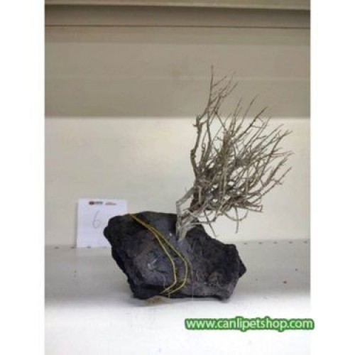 Özel Tasarım Akvaryum Dekoratif Ağaç Kaya 25*18 Cm No:6