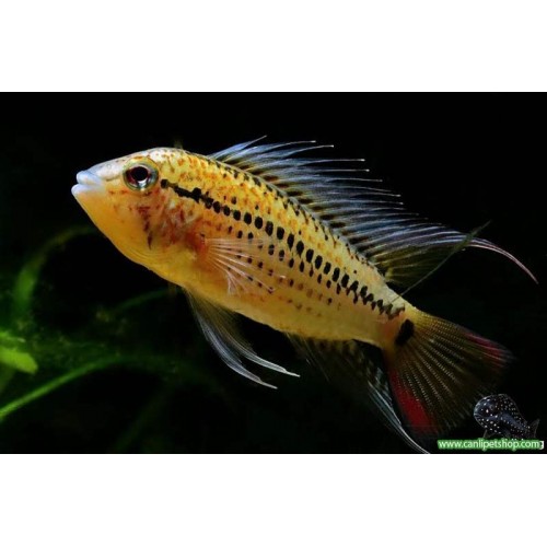 Apistogramma agassizii  1 Adet 4-5 Cm