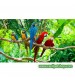 Doğal Dal Tünek KALIN Kızıl Renk Çatal Şekilli 35-42 Cm Bütün Kafes Kuşları İçin