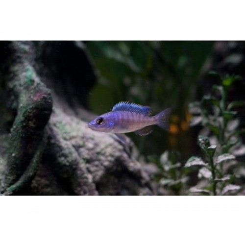 Ahli Ciklet 1 Adet 3-4 Cm