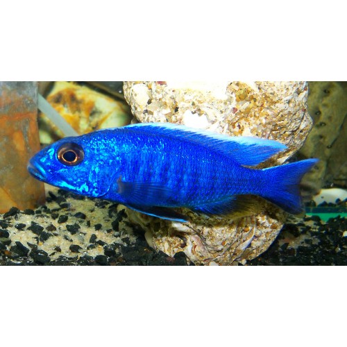 Ahli Ciklet 3 Adet 7-9 Cm 1 Erkek 2 Dişi