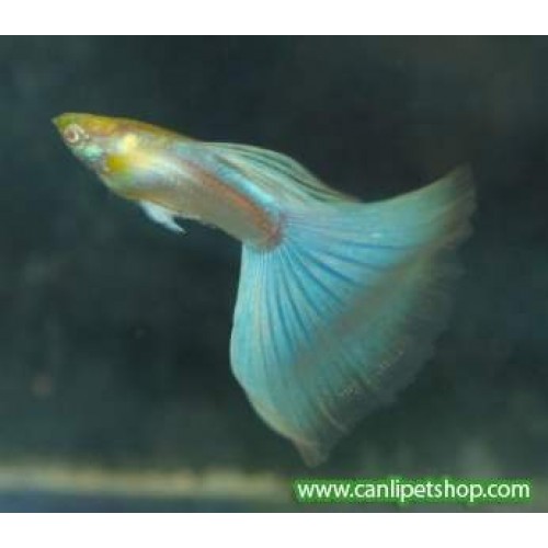 Lepistes Albino Moscov Blue Erkek