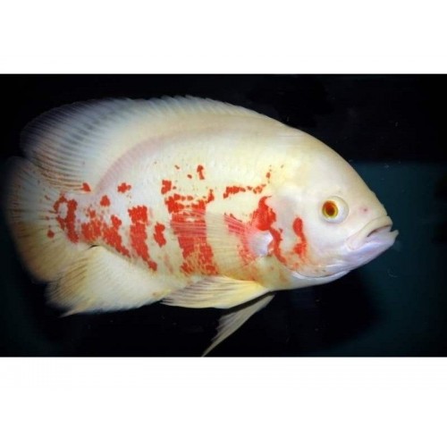 Astronot Albino Ciklet 1 Ad 5 Cm