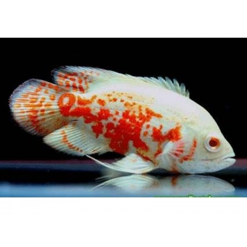 Astronot Albino Ciklet 1 Ad 10-12 cm