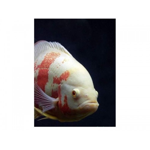 Astronot Albino Ciklet 1 Ad  7-8 Cm KAMPANYA 