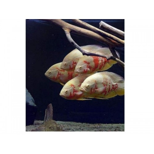 .Astronot Albino Ciklet 1 Ad 10-12 Cm