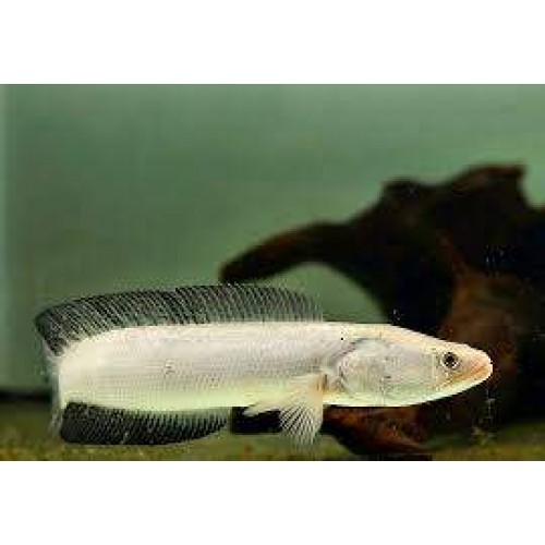 Yılanbaş Albino 1 Adet 9-11 Cm