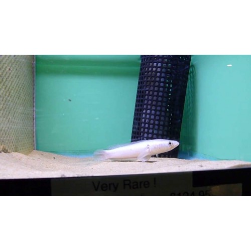 Yılanbaş Albino 1 Adet 9-11 Cm