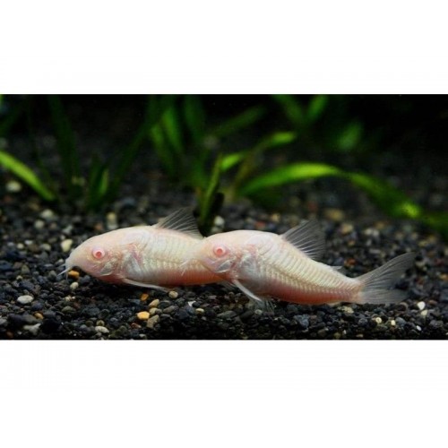 Çöpçü Albino 10 Ad 2-3 Cm ( 3 Erkek 7 Dişi )