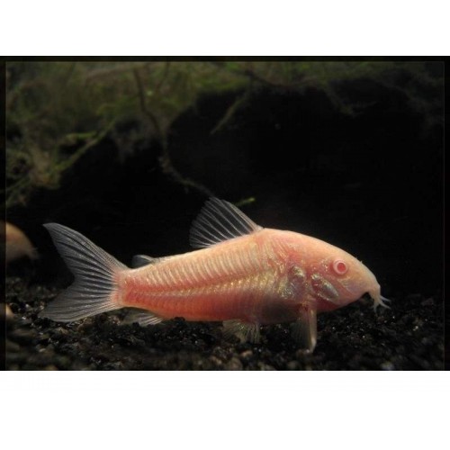 Çöpçü Albino 1 Adet 2-3 Cm