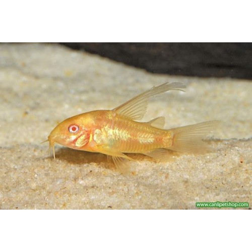 Çöpçü Albino Yelken Yüzgeç 1 Adet 2-3 Cm Nadir