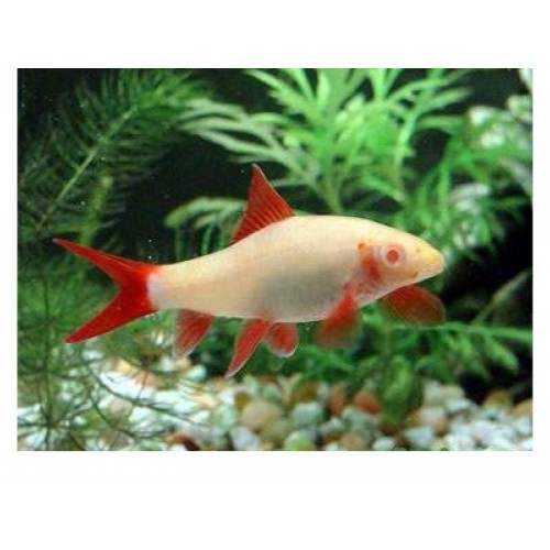 Frenatus Albino 1 Ad 5-6 Cm  Çöpçü Balığı Ve Yosun Yer