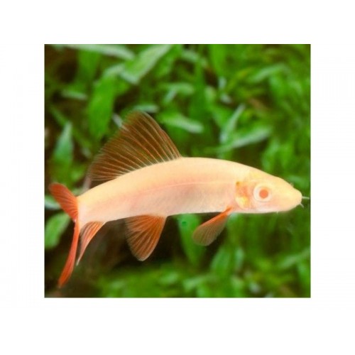 Frenatus Albino 1 Ad 5-6 Cm  Çöpçü Balığı Ve Yosun Yer