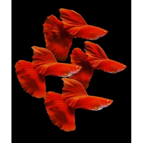 Lepistes  Albino Full Red 1 Ad Erkek 3-4Cm