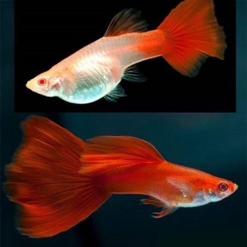 Lepistes  Albino Full Red 1 Ad 1,5-2 Cm Yavru DİŞİ