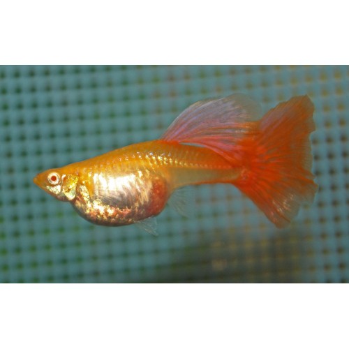 Lepistes  Albino Full Red 1 Ad 1,5-2 Cm Yavru DİŞİ