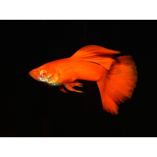 Lepistes  Albino Full Red 1 Ad Dişi 3-4 Cm