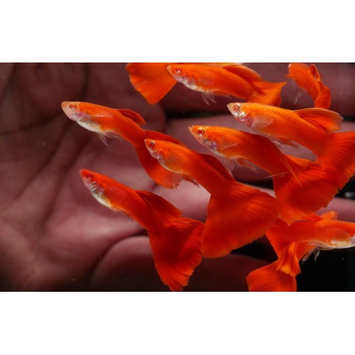 Lepistes  Albino Full Red 1 Ad 1,5-2 Cm Yavru ERKEK