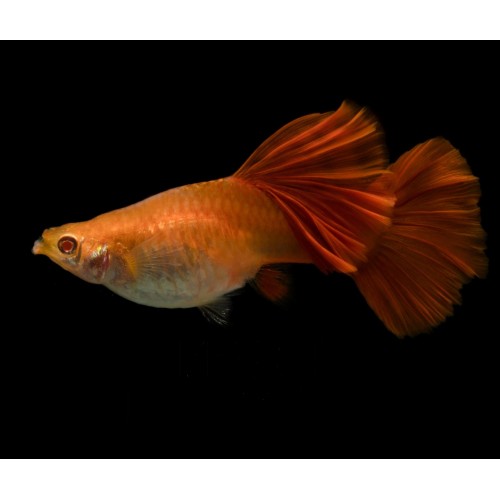 Lepistes  Albino Full Red 1 Ad 1,5-2 Cm Yavru ERKEK