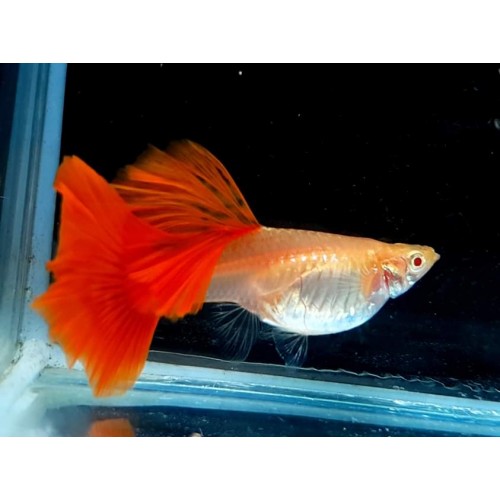 Lepistes  Albino Full Red 1 Ad Dişi 3-4 Cm