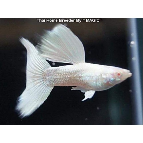 Lepistes Albino Germany White 1 Ad  Erkek 3-4 Cm