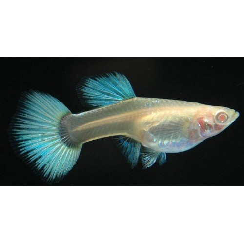 Lepistes Albino Germany White 1 Ad  Dişi 3-4 Cm