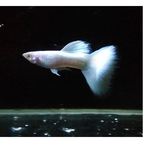 lepistes albino full white platinium 1 ad dişi 3 cm civarı 